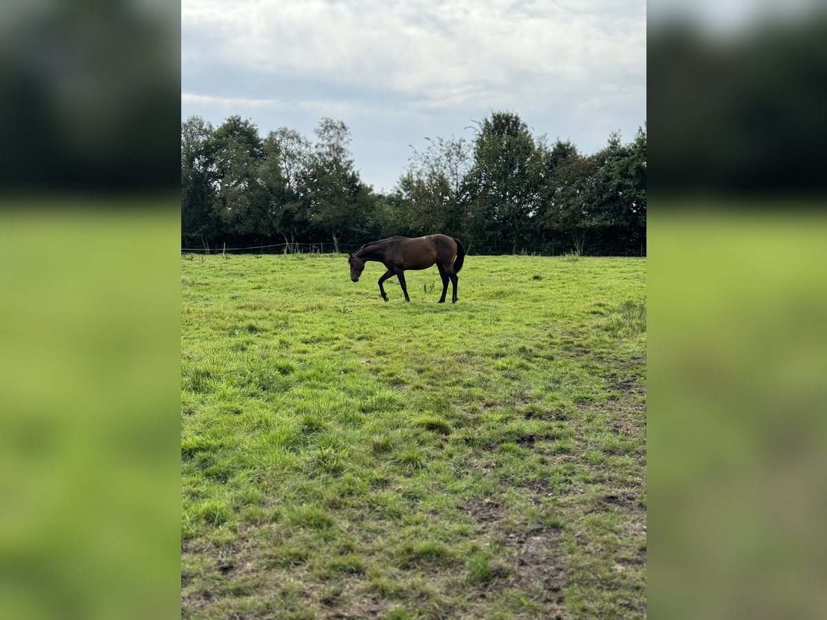 Más caballos de pura sangre Caballo castrado 3 años 150 cm Castaño oscuro in Gro&#xDF;enkneten