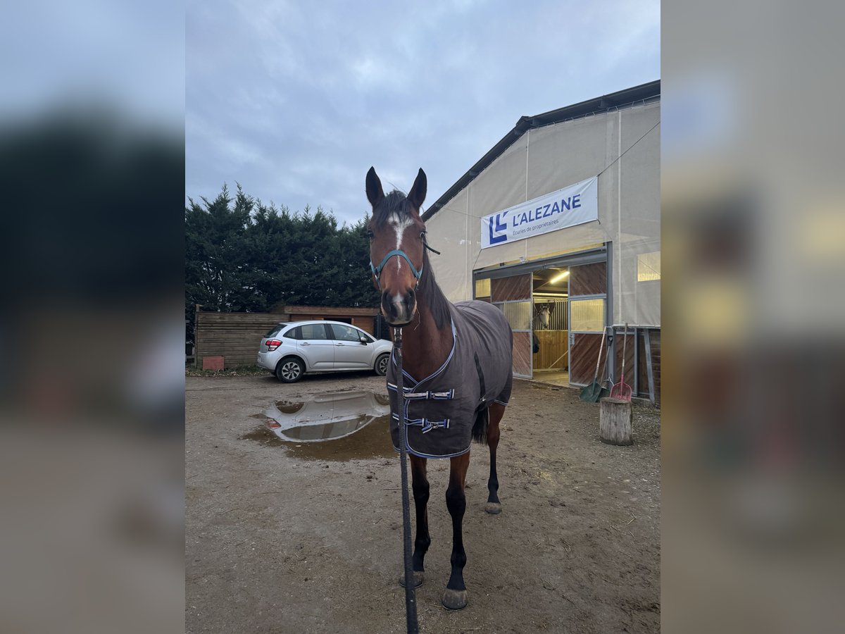 Más caballos de pura sangre Caballo castrado 4 años 162 cm Castaño in Saint Symphorien d&#8217;ozon