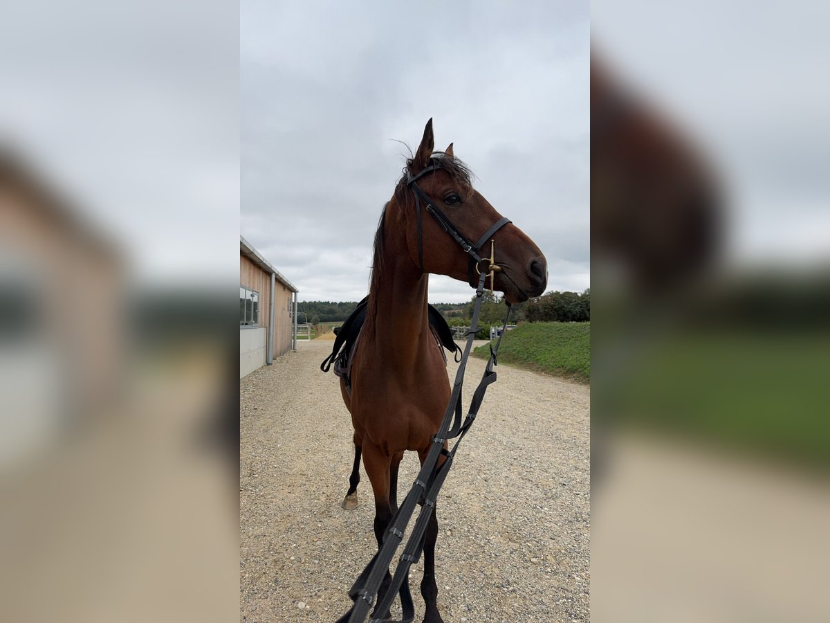 Más caballos de pura sangre Caballo castrado 4 años 164 cm Castaño in Saint Symphorien d&#8217;ozon