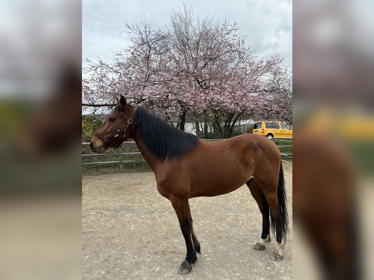 Más caballos de pura sangre Mestizo Caballo castrado 6 años 155 cm Castaño in Allmersbach im Tal