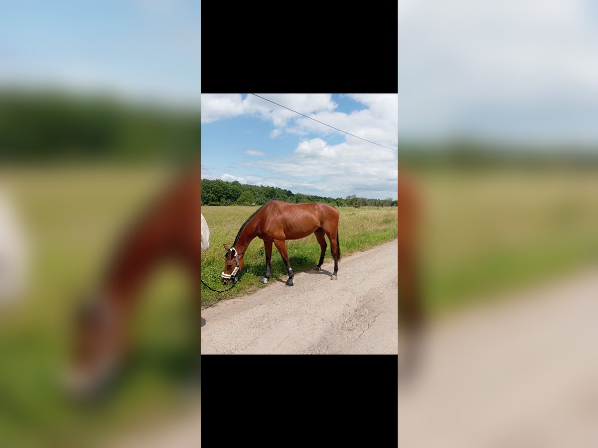 Más caballos de pura sangre Caballo castrado 6 años 168 cm Castaño in Arnstein