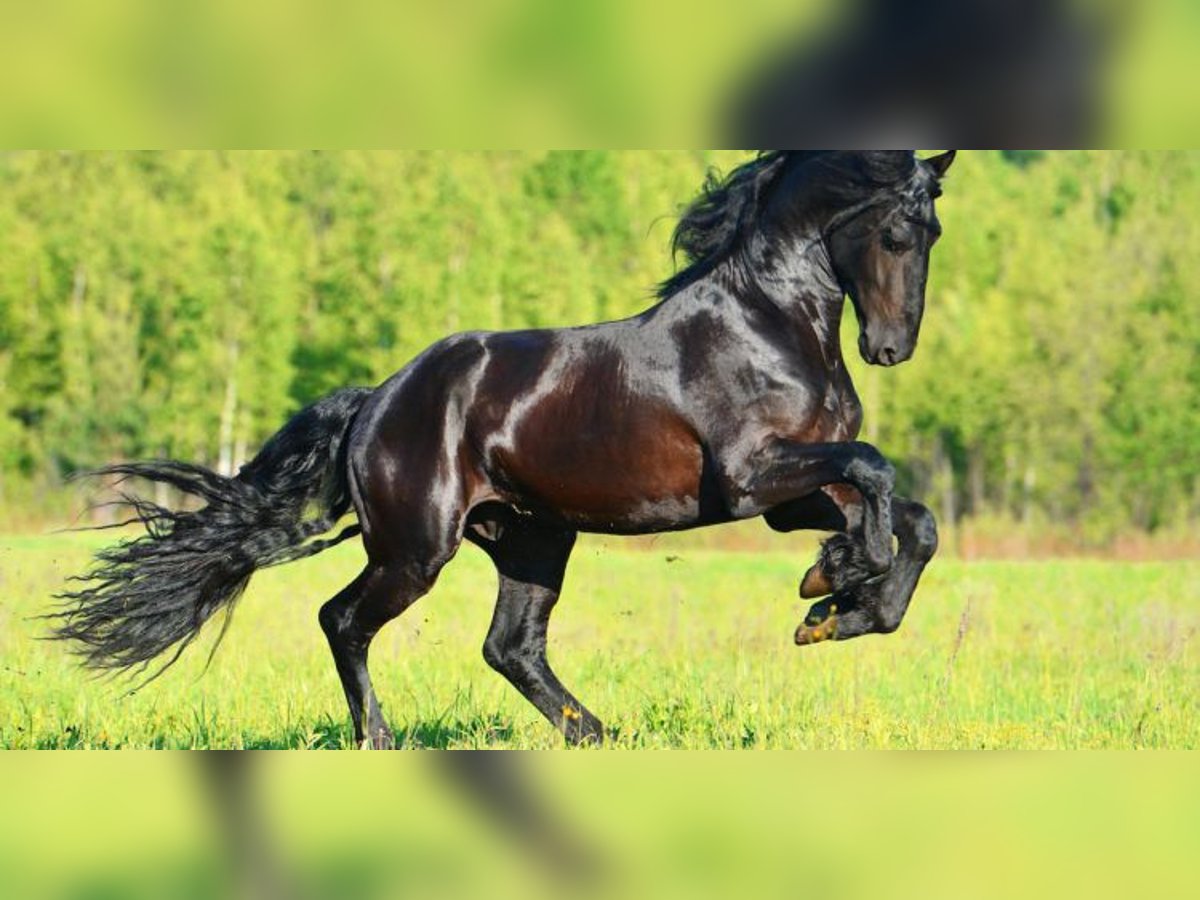 Más caballos de pura sangre Caballo castrado 6 años Castaño in Tavarnuzze Fl