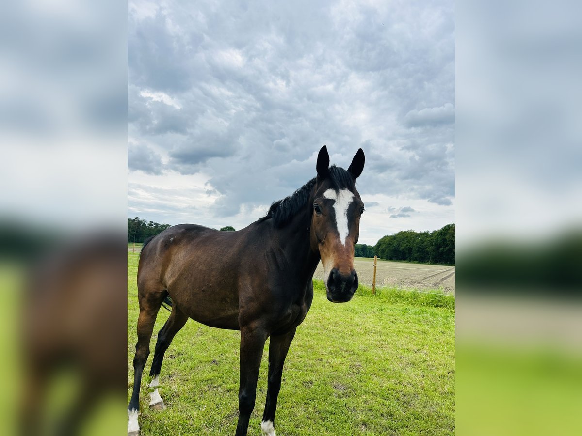 Más caballos de pura sangre Caballo castrado 7 años 168 cm in Bocholt