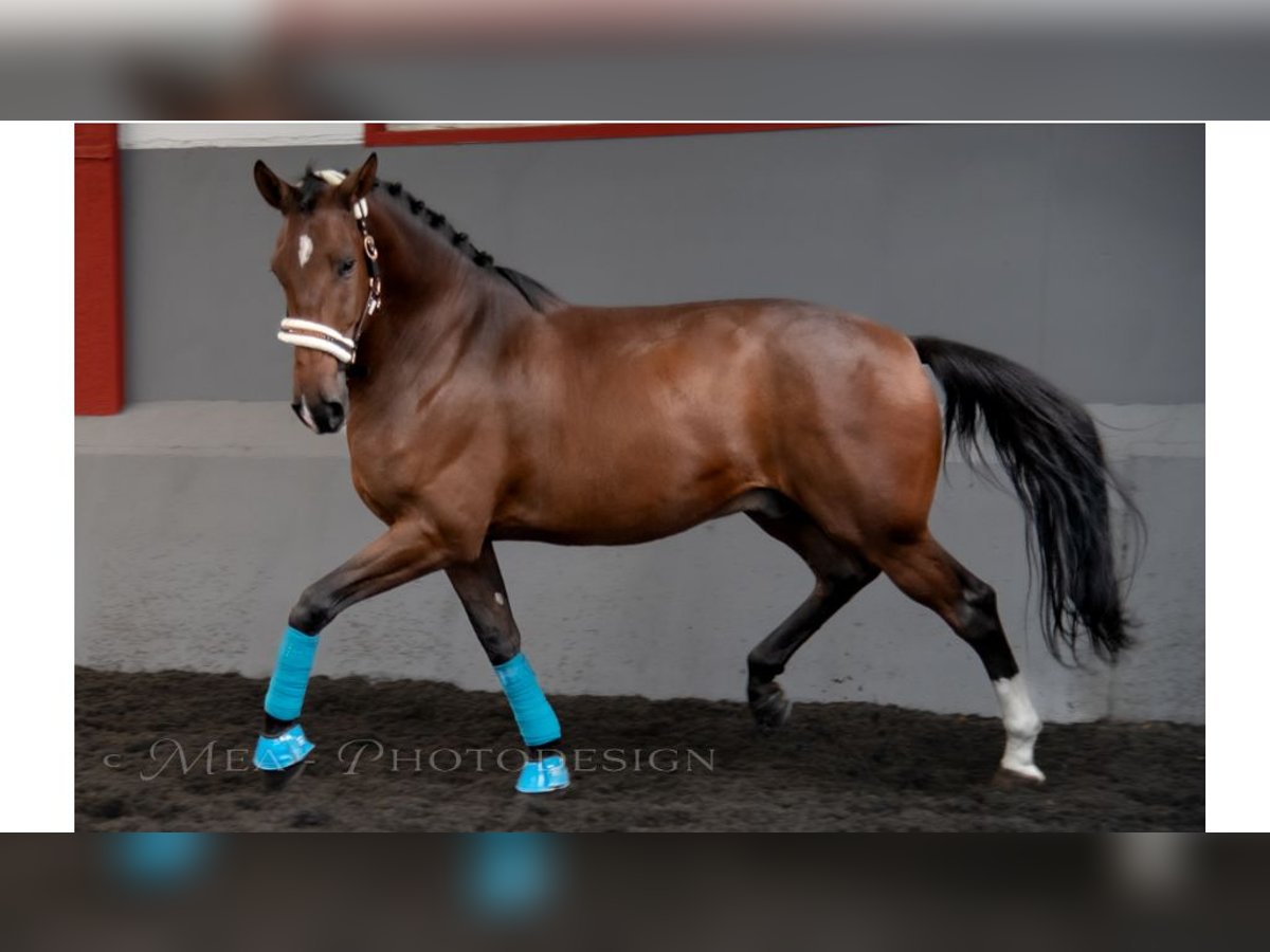 Más caballos de pura sangre Caballo castrado 7 años 169 cm Castaño rojizo in NAVAS DE MADRONO