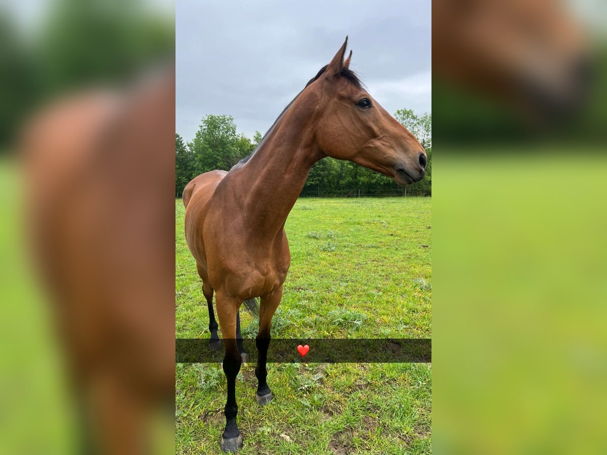 Más caballos de pura sangre Caballo castrado 8 años 165 cm Castaño in Lorrez le bocage