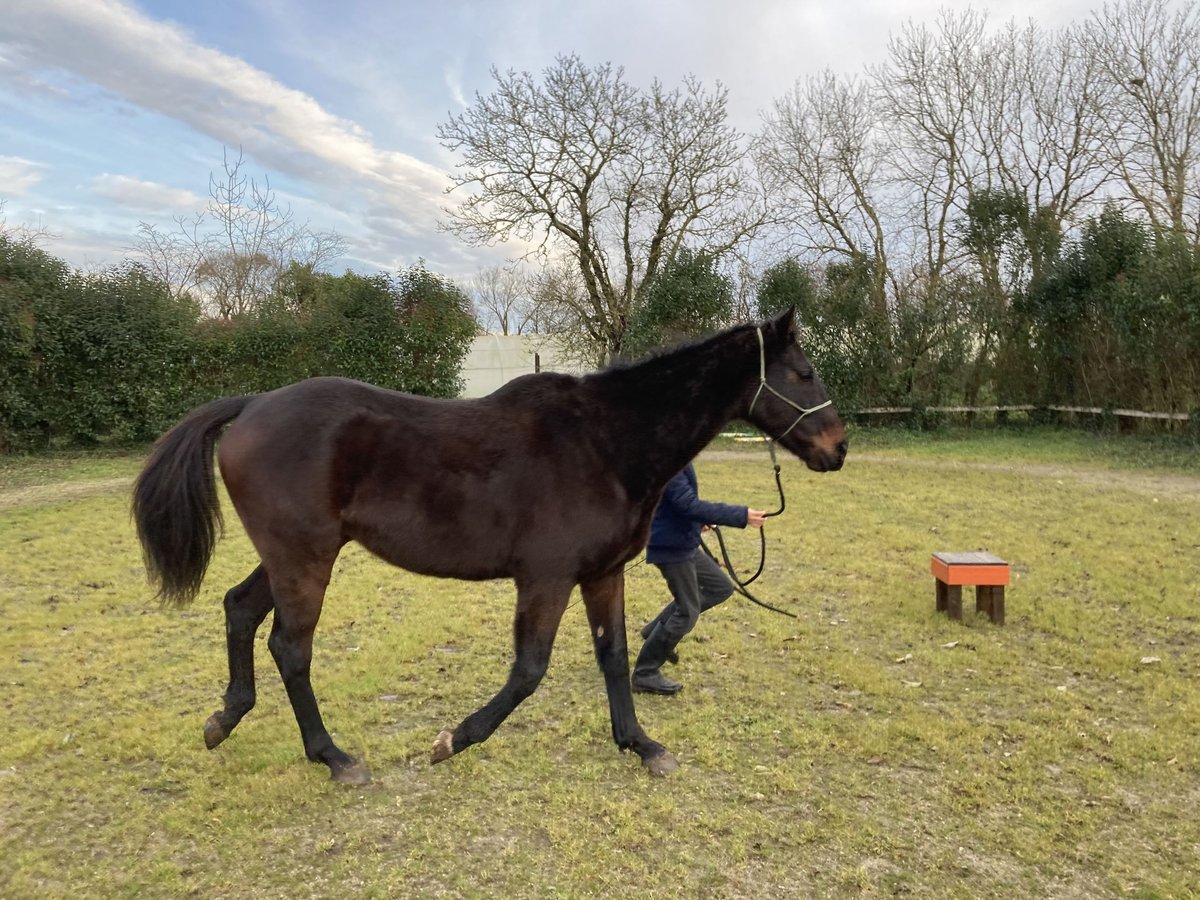 Más caballos de pura sangre Caballo castrado 8 años 167 cm Castaño in villiers en plaine