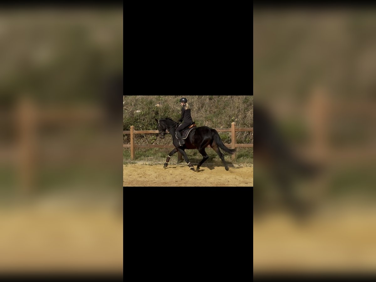 Más caballos de pura sangre Yegua 10 años 166 cm Castaño oscuro in Wegeleben