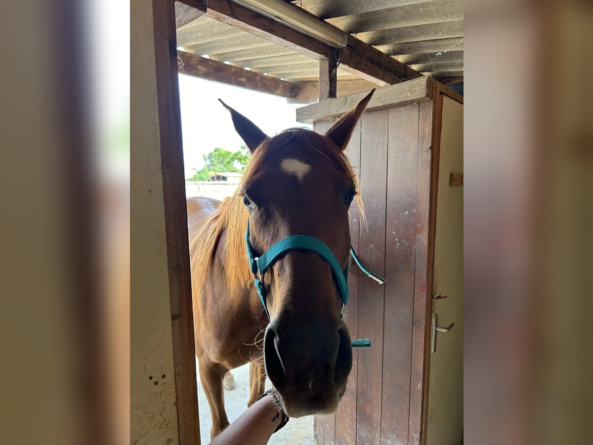 Más caballos de pura sangre Yegua 10 años 170 cm Alazán in Montagnac