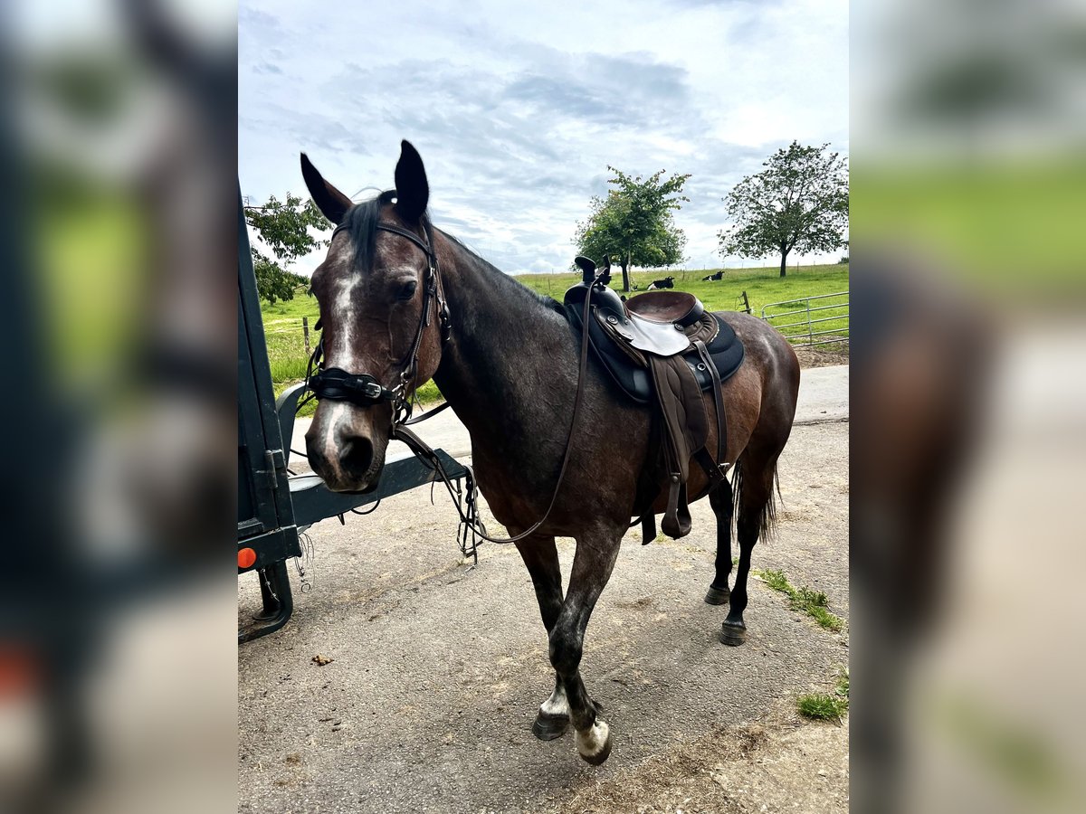 Más caballos de pura sangre Yegua 12 años 160 cm Musgo in Medernach