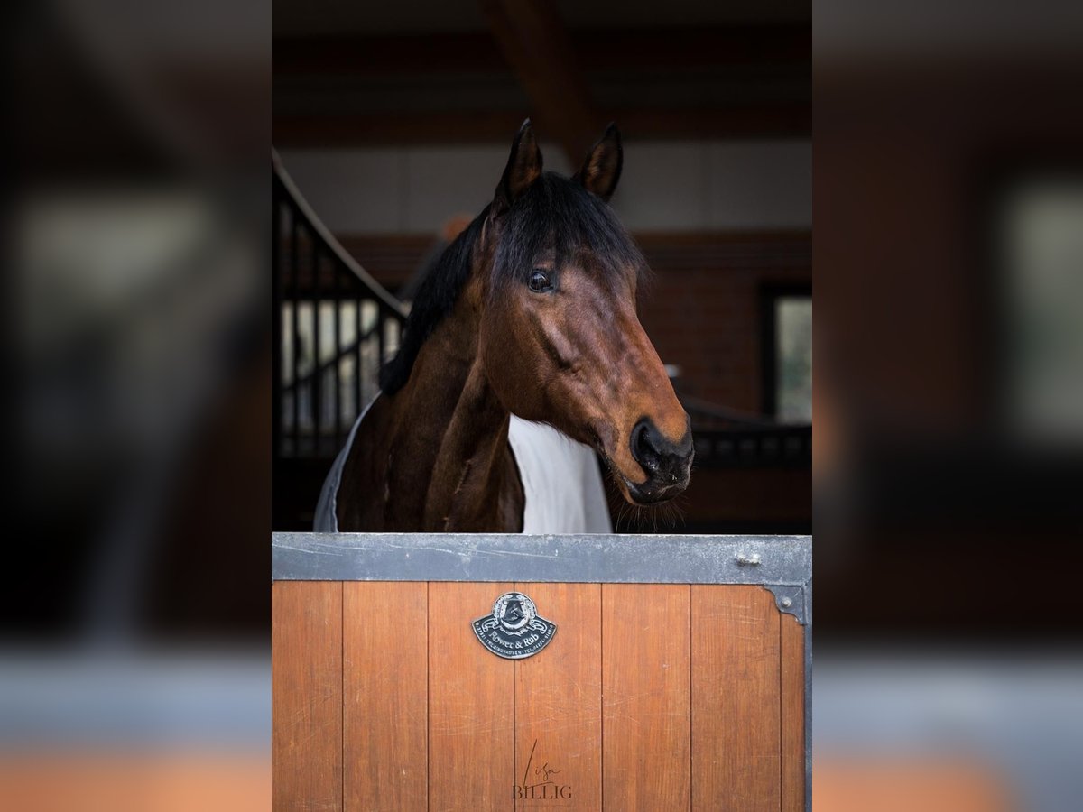 Más caballos de pura sangre Yegua 12 años 173 cm Castaño in Wiehl