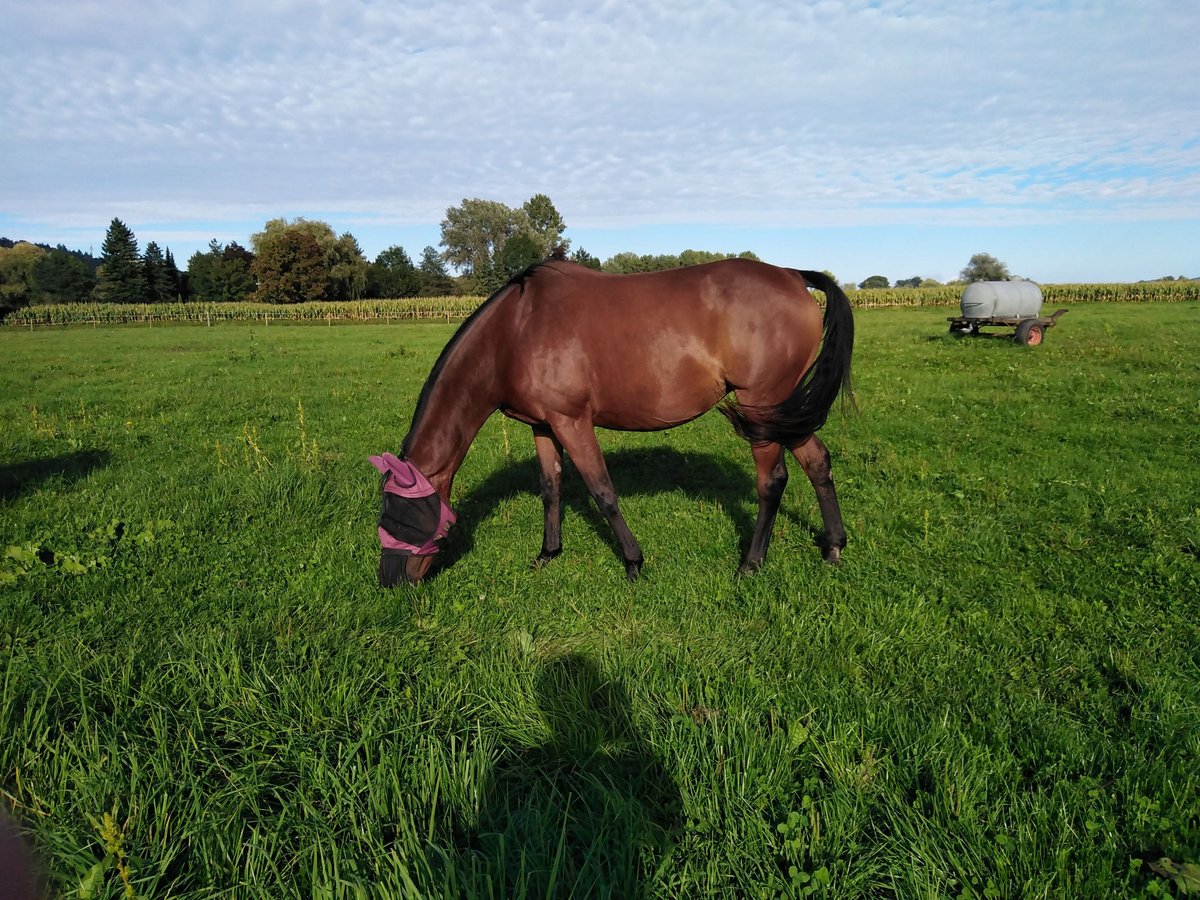 Más caballos de pura sangre Yegua 13 años Castaño in Rielasingen-Worblingen