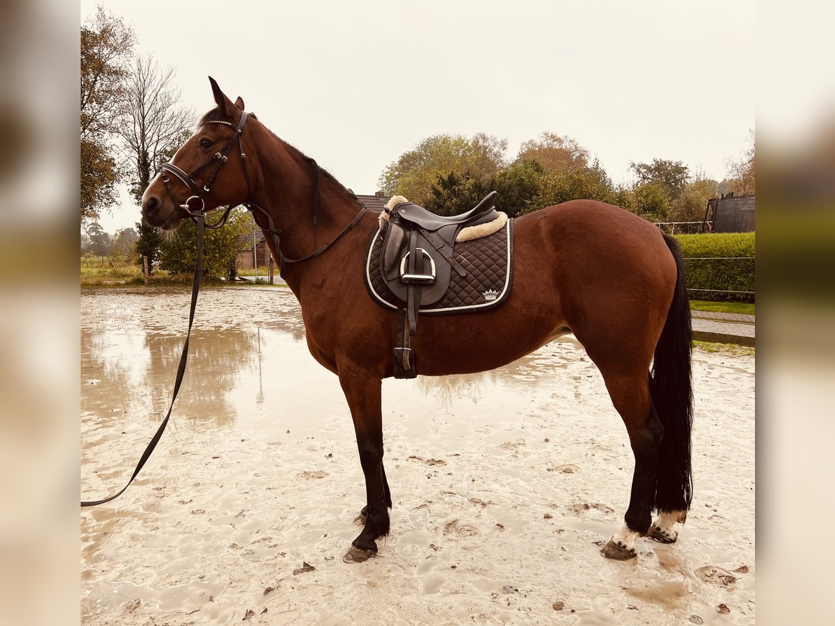 Más caballos de pura sangre Yegua 14 años 153 cm Castaño in Ihlow