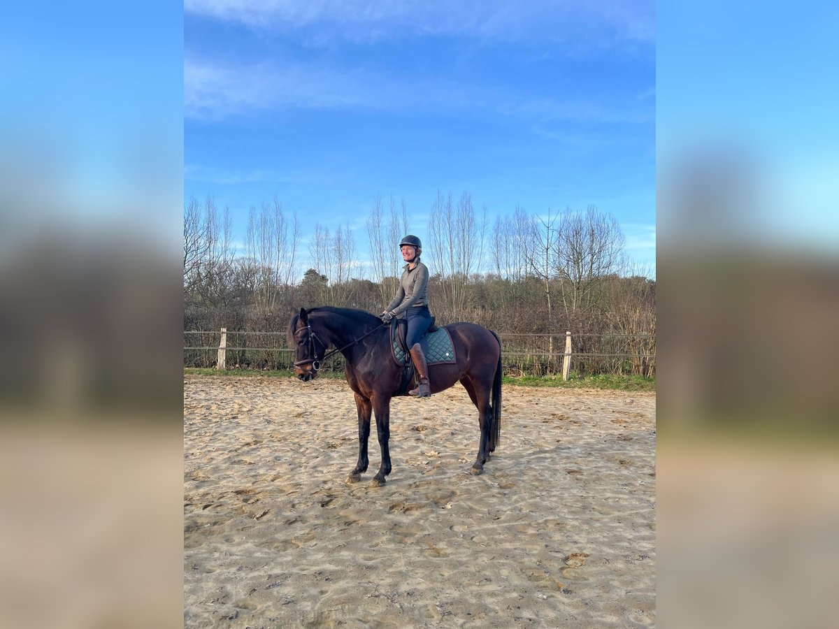 Más caballos de pura sangre Yegua 15 años 160 cm Alazán-tostado in Vorden