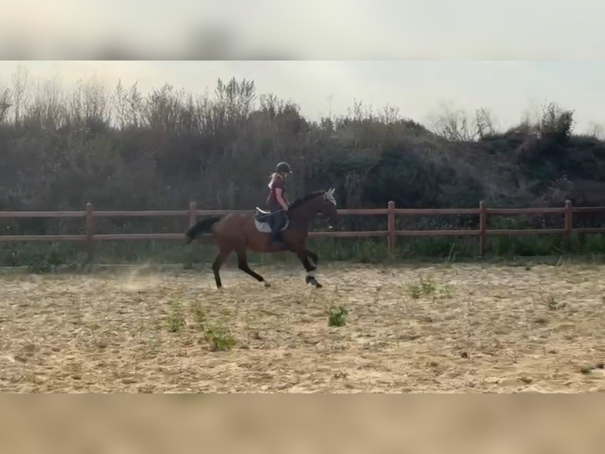 Más caballos de pura sangre Yegua 16 años 165 cm Castaño in Wegeleben