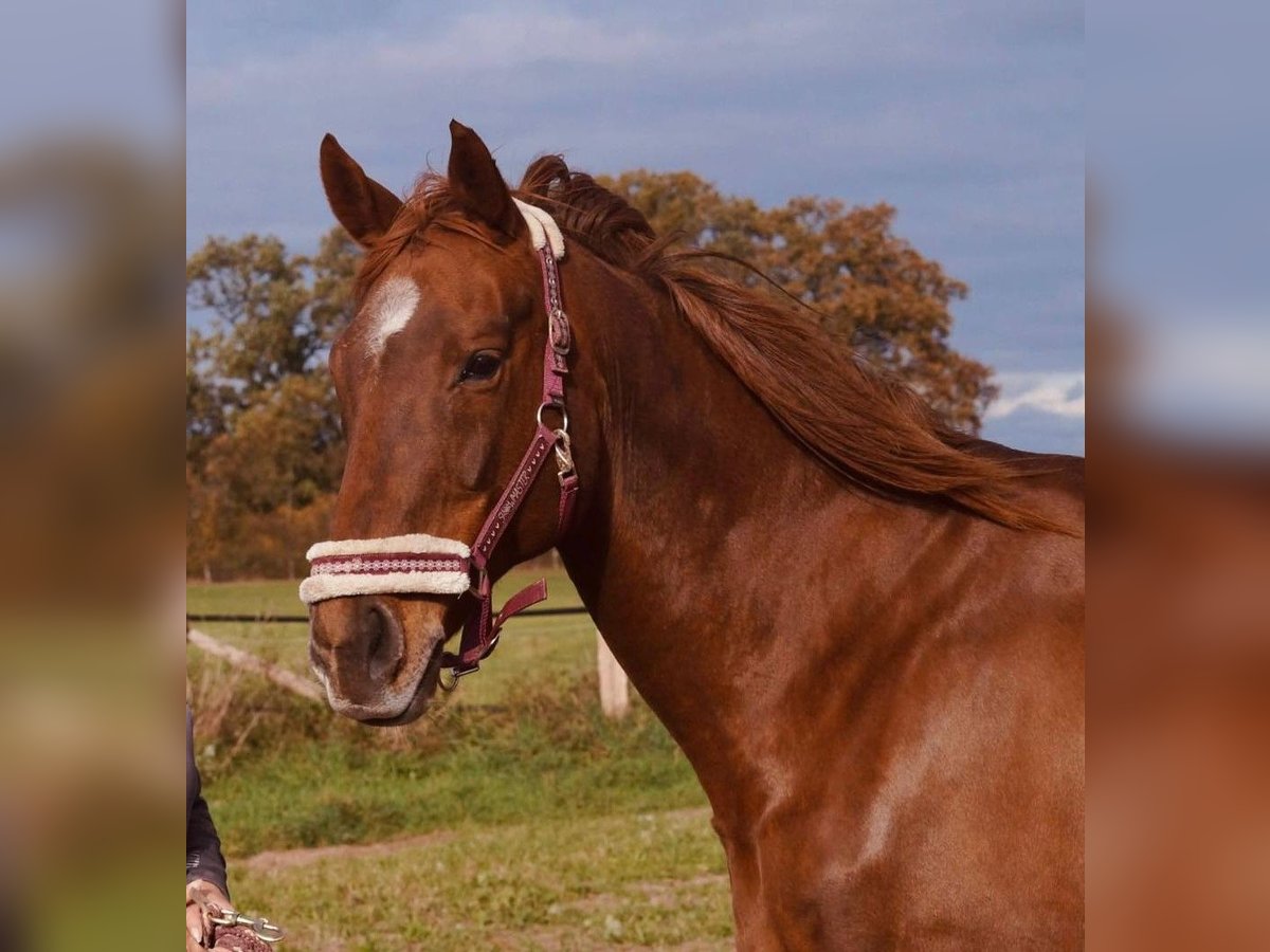 Más caballos de pura sangre Yegua 16 años 168 cm Alazán in Lassahn