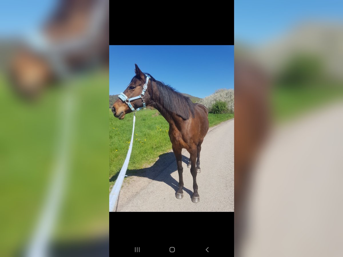 Más caballos de pura sangre Yegua 18 años Castaño in Dermbach