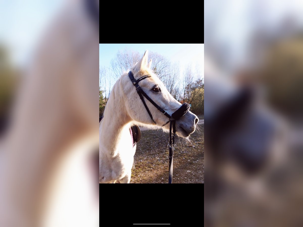 Más caballos de pura sangre Yegua 26 años 155 cm in Koblenz