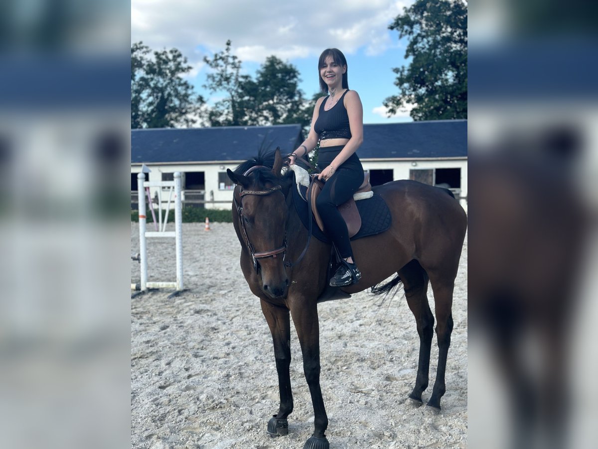 Más caballos de pura sangre Yegua 4 años 164 cm Castaño in Chaumont en vexin