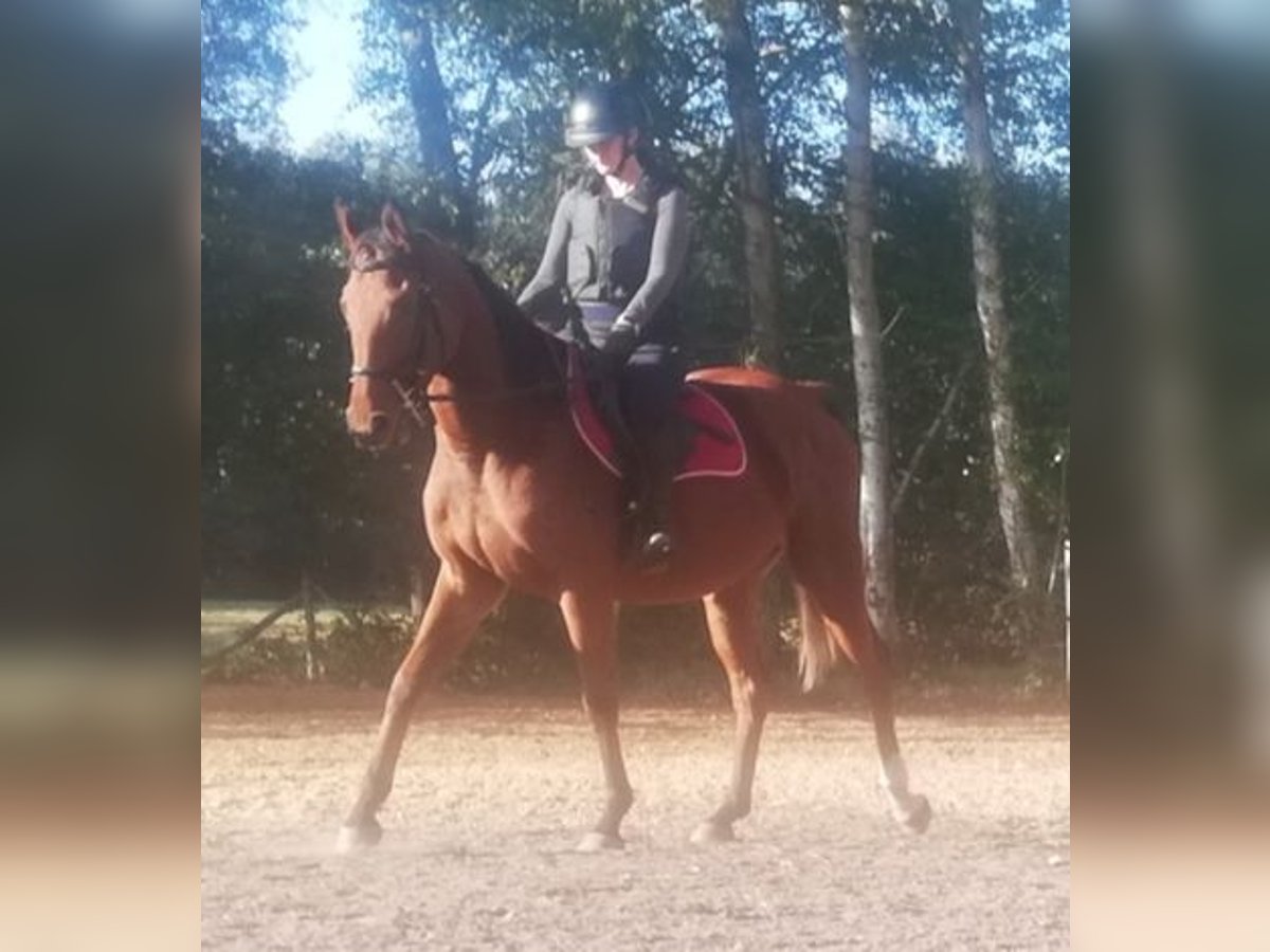 Más caballos de pura sangre Yegua 7 años 156 cm Castaño rojizo in Monc&#xE9;-en-Belin