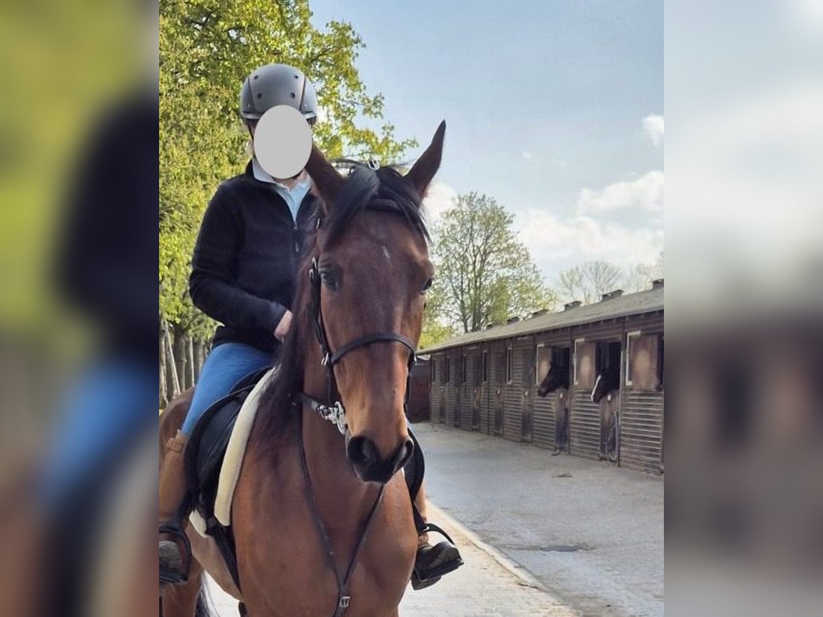 Más caballos de pura sangre Yegua 8 años 161 cm Castaño claro in Berlin