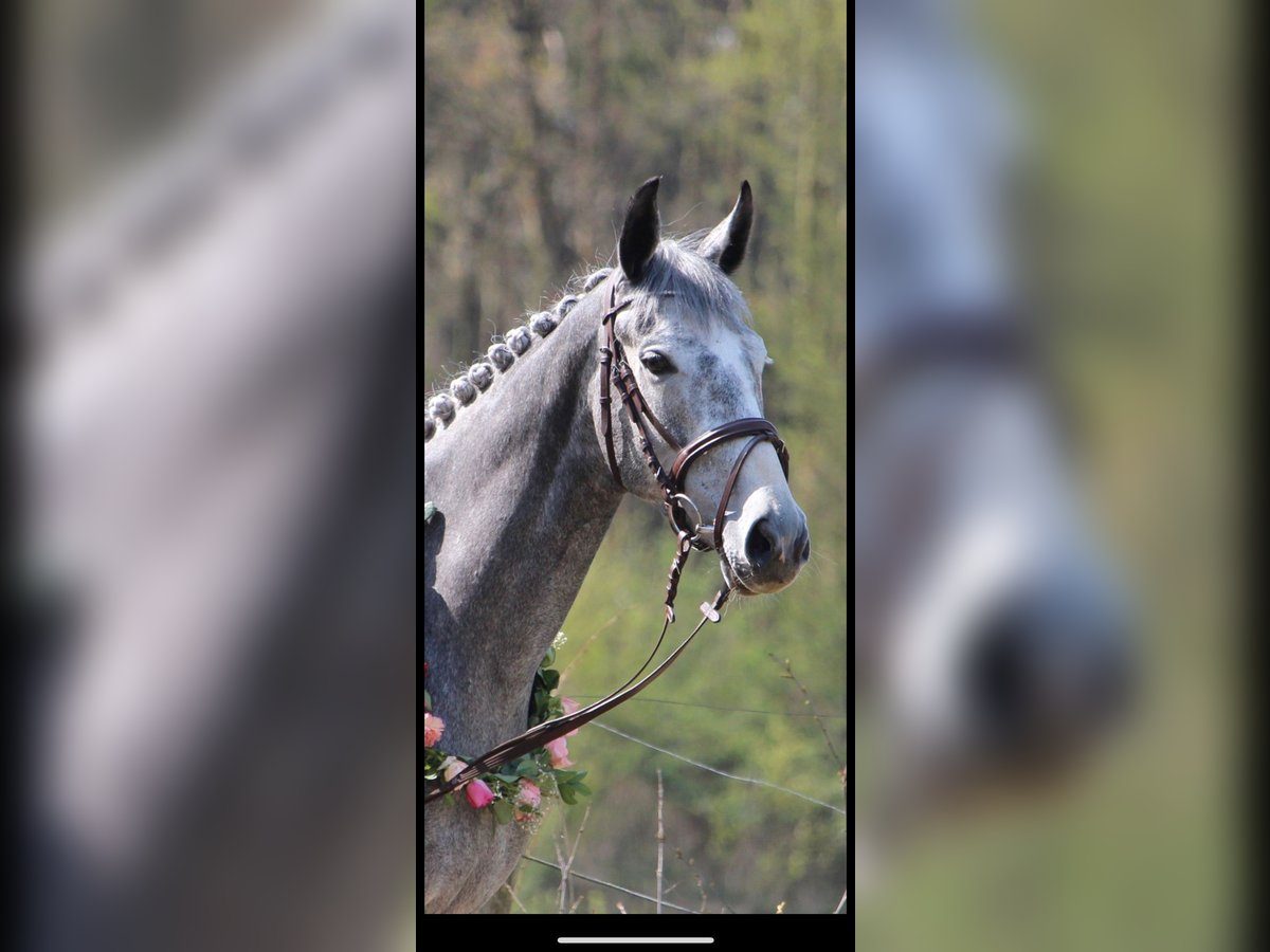 Más caballos de pura sangre Yegua 8 años 163 cm Tordo in Kollow