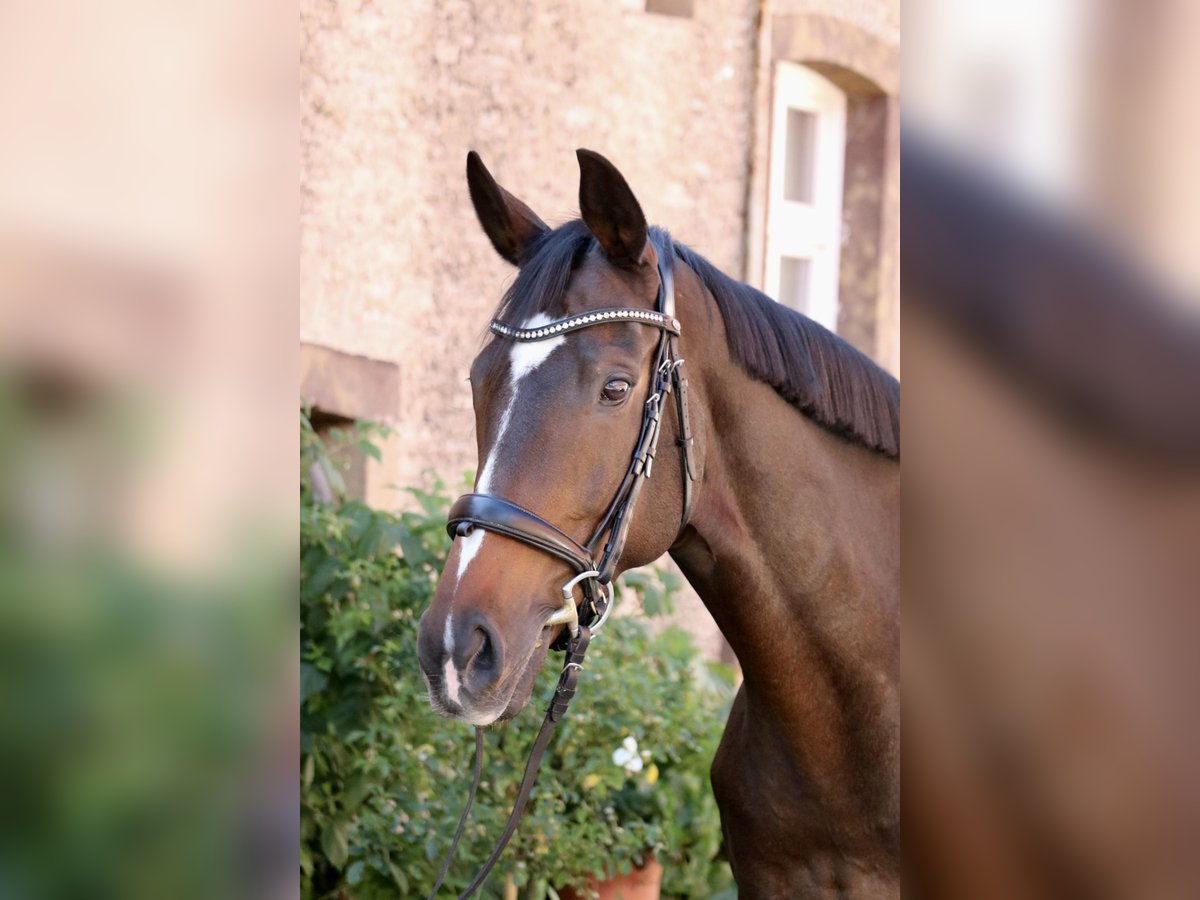 Más caballos de pura sangre Yegua 8 años 164 cm Castaño in Glandorf