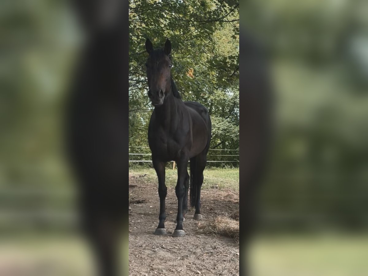 Más caballos de pura sangre Yegua 8 años 165 cm Castaño in Borgholzhausen