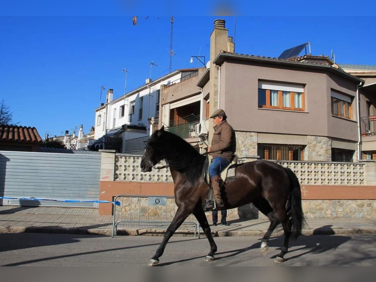 Más caballos de pura sangre Yegua 8 años 175 cm Negro in Salt