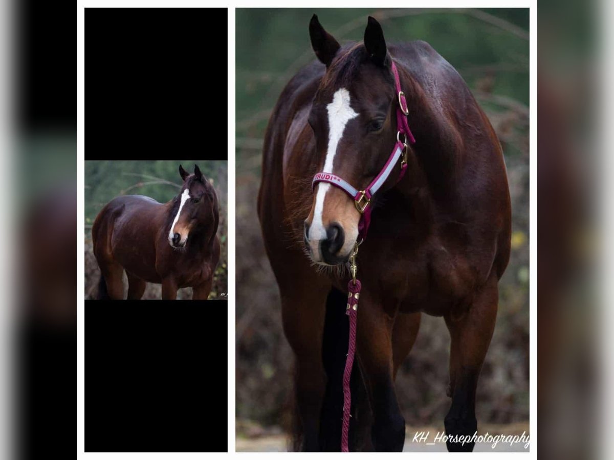 Más caballos de pura sangre Yegua 9 años 158 cm Castaño in Wetzlar