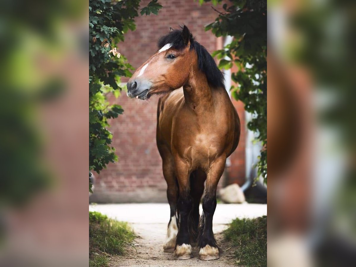 Más caballos de sangre fría Caballo castrado 10 años 160 cm Castaño in Viersen