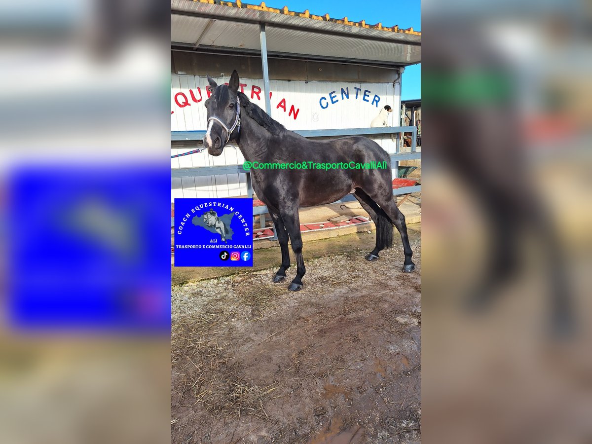 Más caballos de sangre fría Mestizo Caballo castrado 11 años 150 cm Negro in Solarino