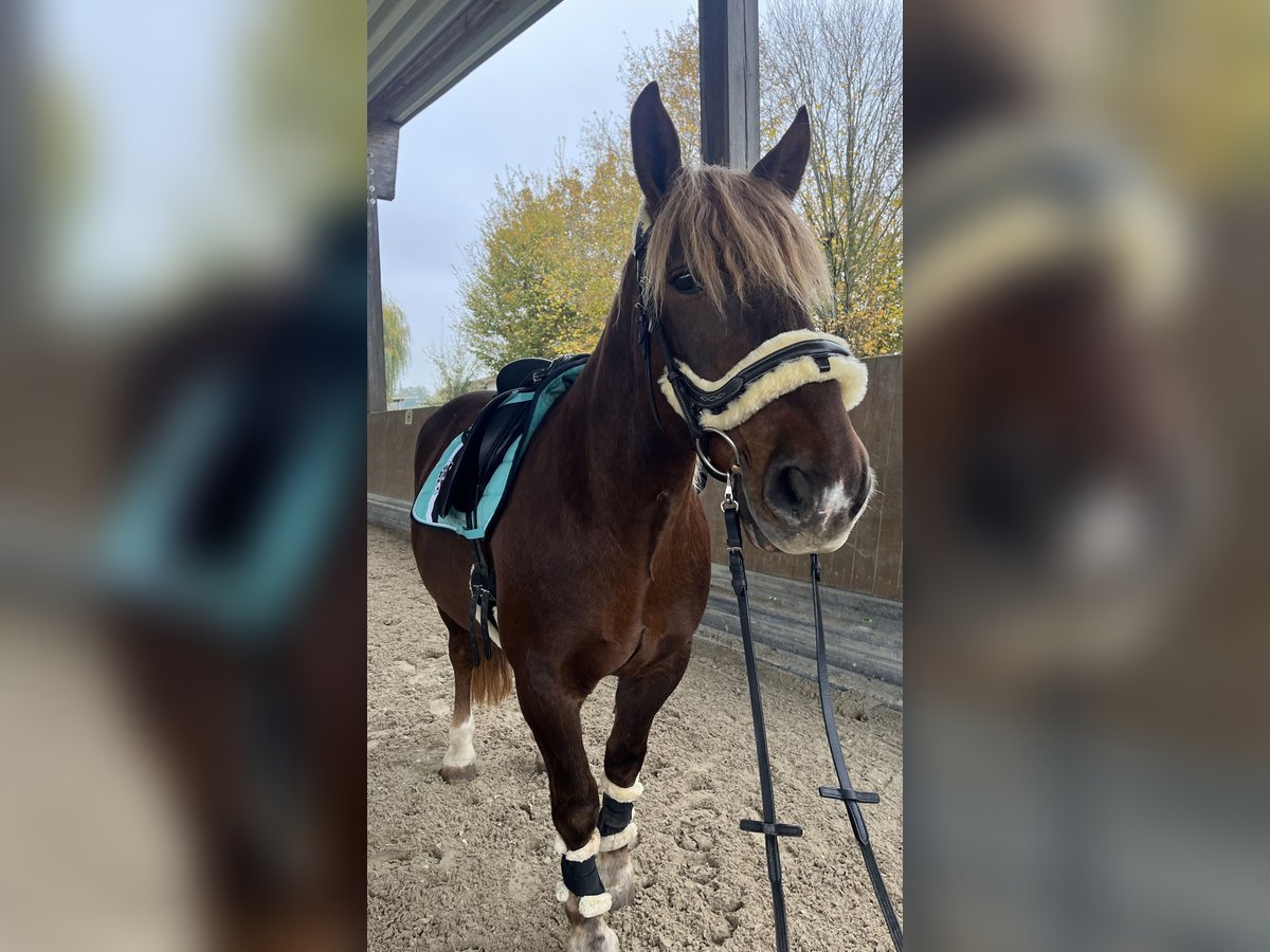 Más caballos de sangre fría Caballo castrado 12 años 155 cm Castaño in Hanau