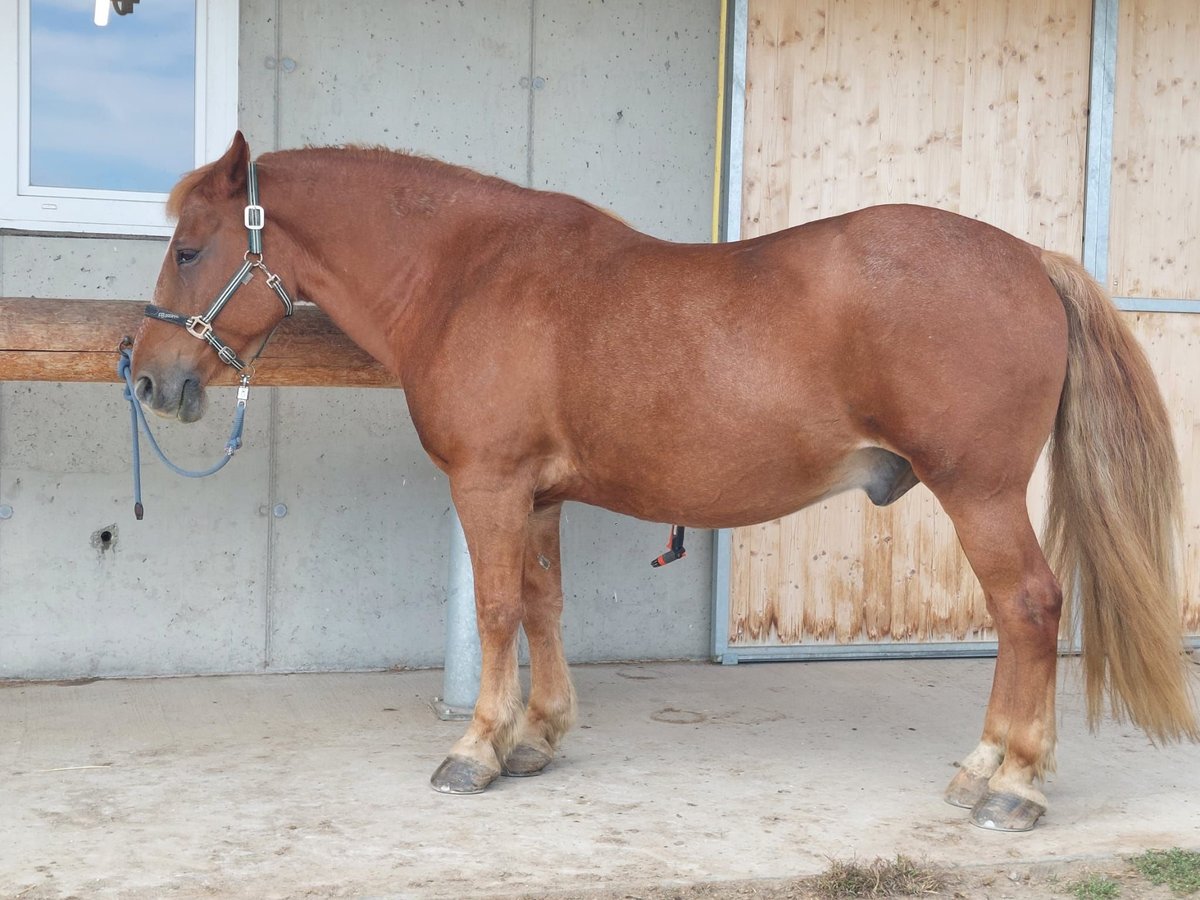 Más caballos de sangre fría Mestizo Caballo castrado 14 años 157 cm Alazán in Jöß