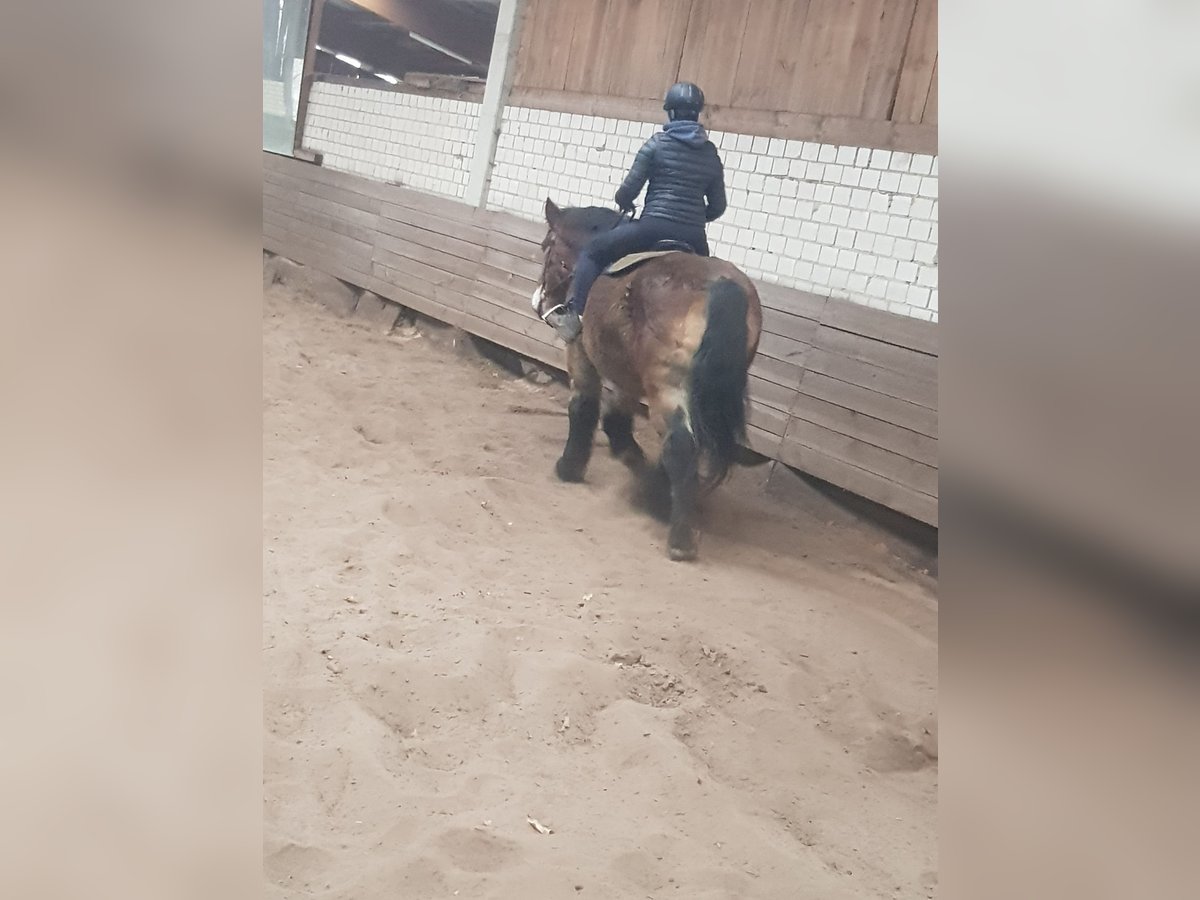 Más caballos de sangre fría Caballo castrado 22 años 160 cm Castaño in Storkow Markt Schwerin