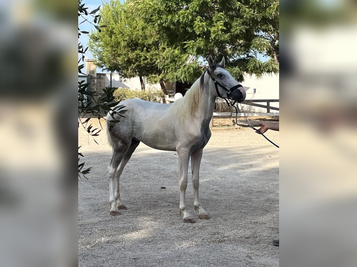 Más caballos de sangre fría Caballo castrado 3 años 154 cm Tordo in Collepasso