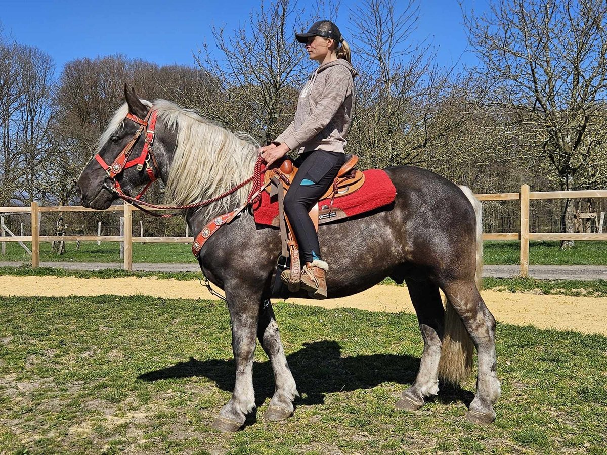 Más caballos de sangre fría Caballo castrado 4 años 153 cm in Linkenbach