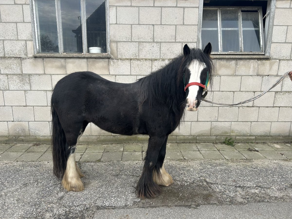 Más caballos de sangre fría Mestizo Caballo castrado 5 años 125 cm Negro in Geleen