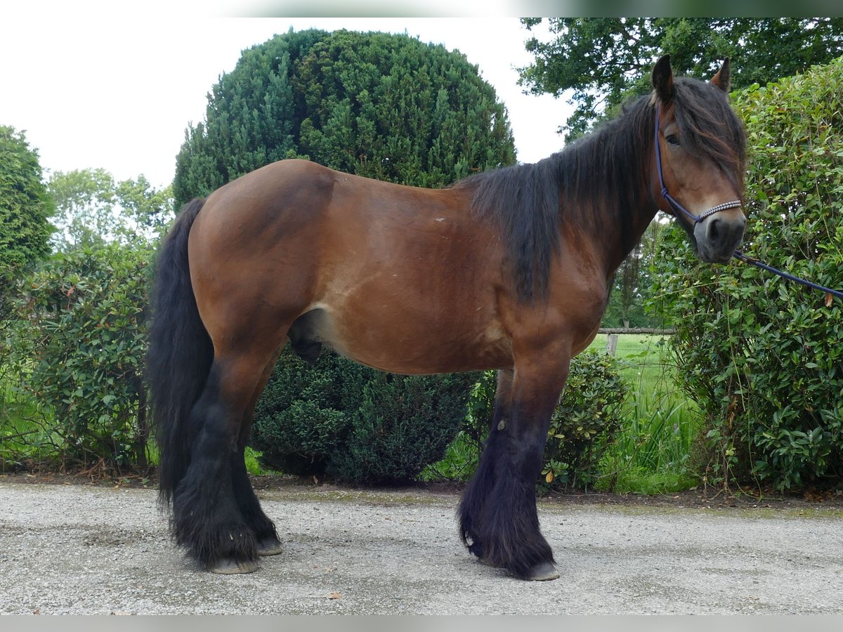 Más caballos de sangre fría Caballo castrado 5 años 163 cm Castaño in Lathen