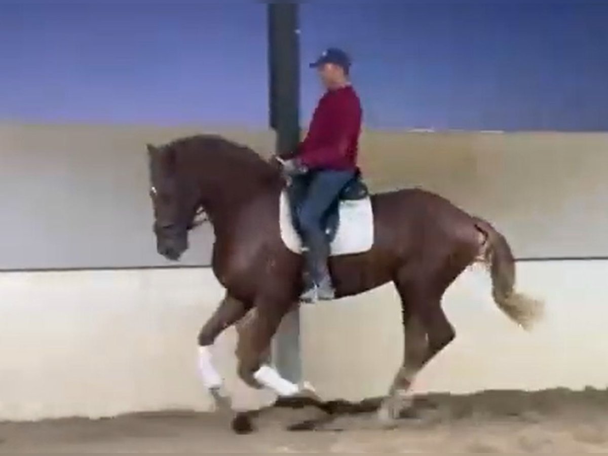 Más caballos de sangre fría Mestizo Caballo castrado 5 años 166 cm Alazán-tostado in Madrid