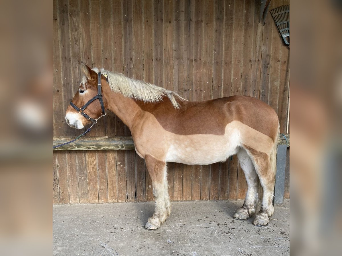 Más caballos de sangre fría Caballo castrado 5 años 167 cm Alazán in Steinsoultz