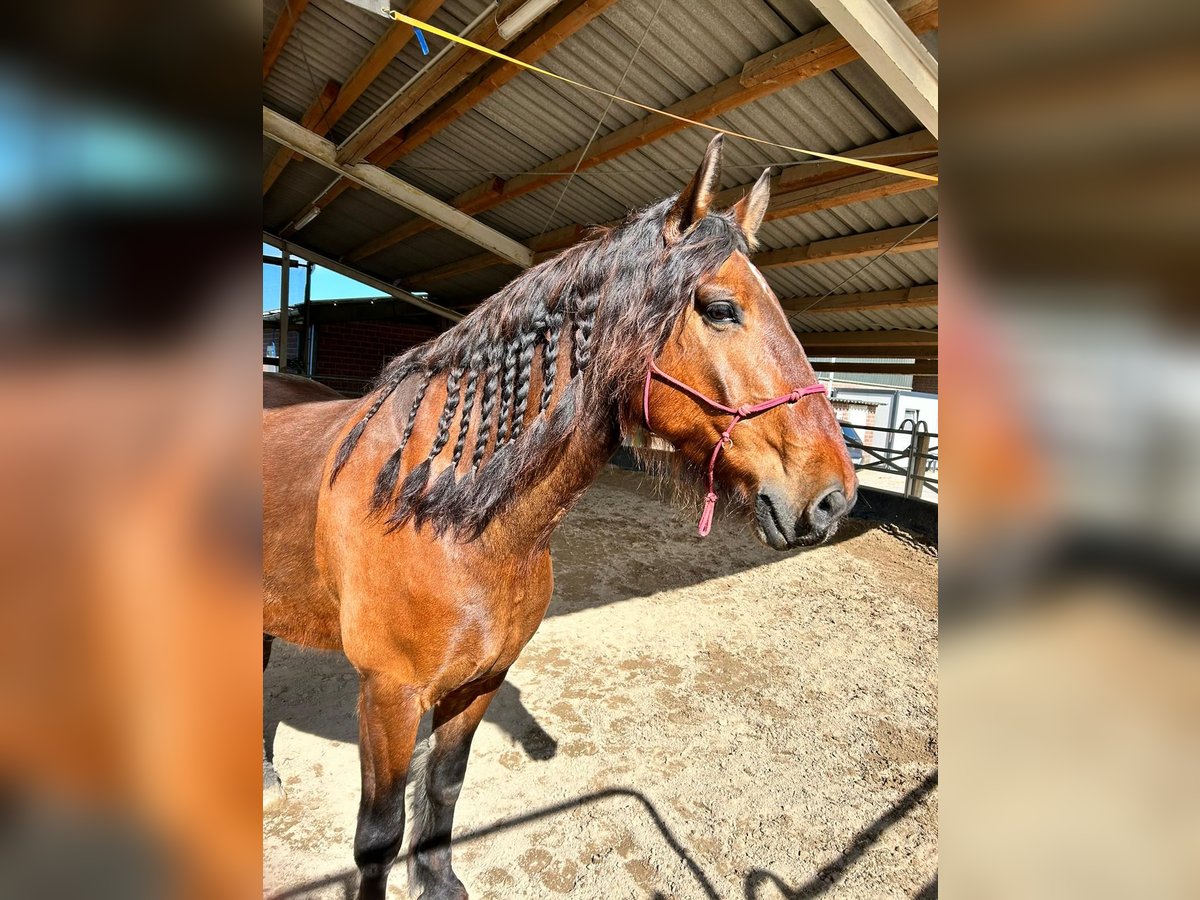 Más caballos de sangre fría Mestizo Caballo castrado 7 años 172 cm Castaño in Mönchengladbach