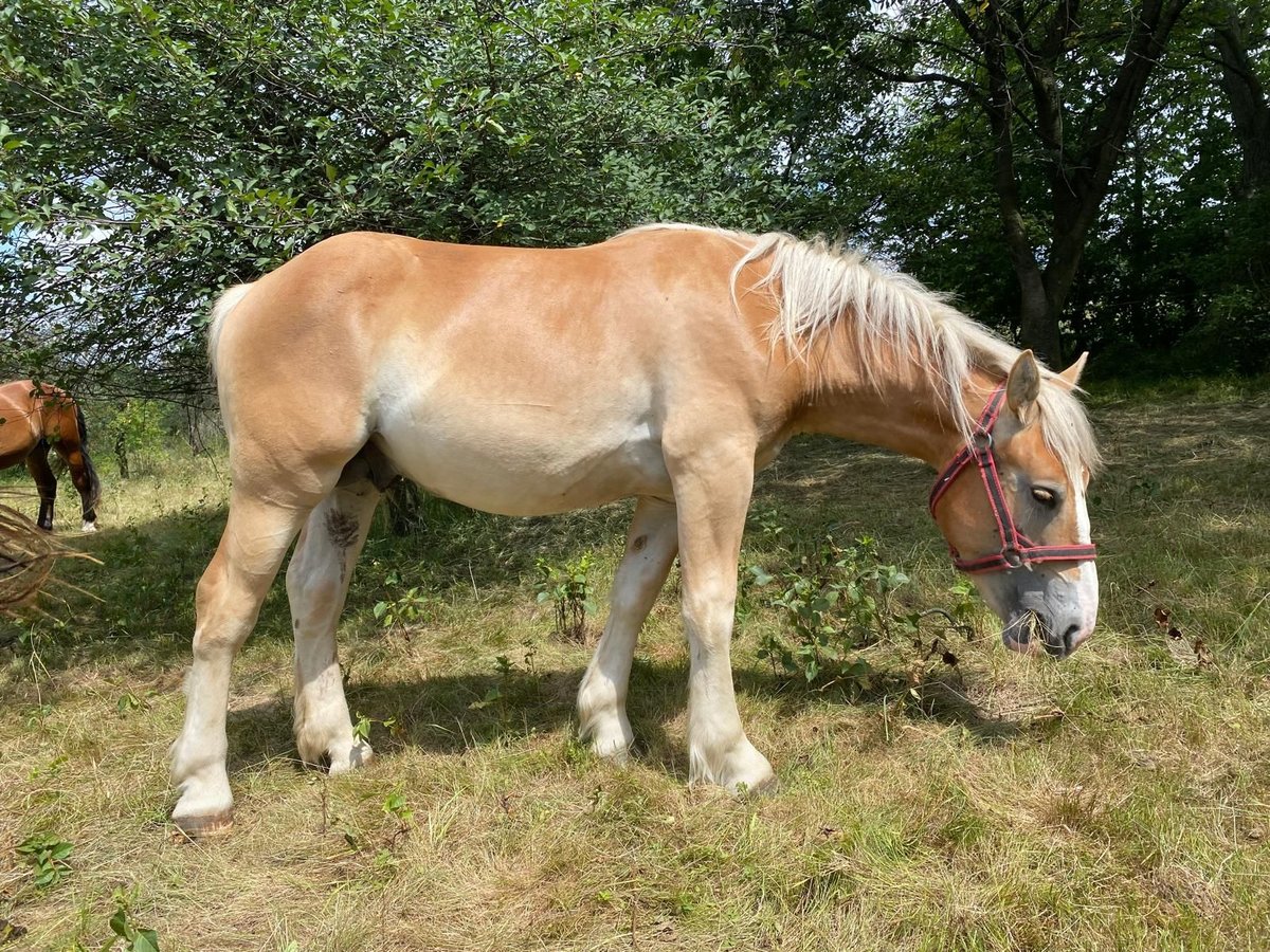 Más caballos de sangre fría Semental 1 año in Owiesno