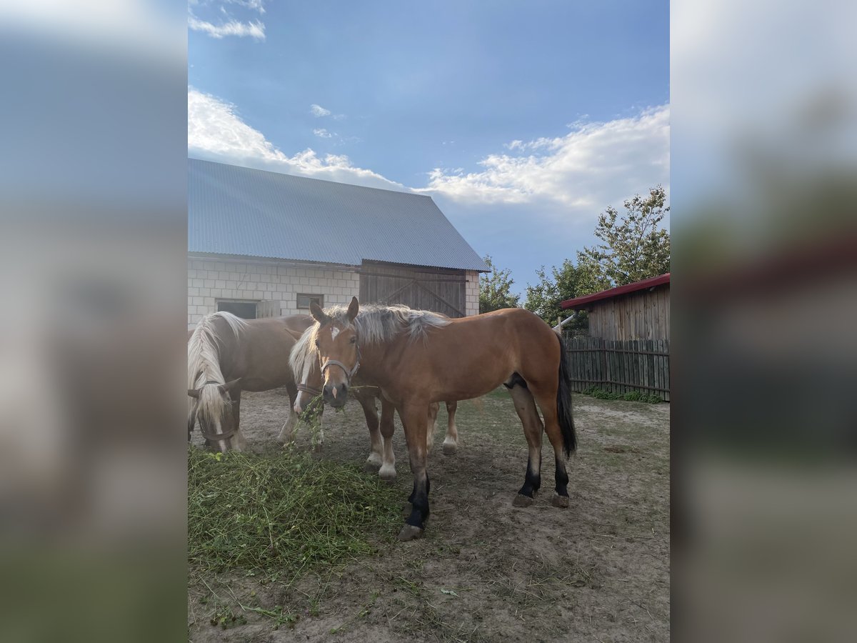 Más caballos de sangre fría Semental 1 año Castaño in Łuszczacz