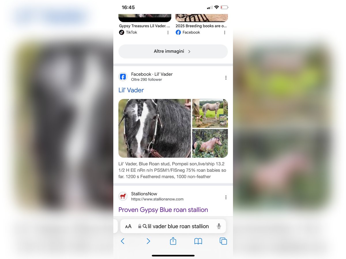 Más caballos de sangre fría Semental Ruano azulado in TriesteTrieste