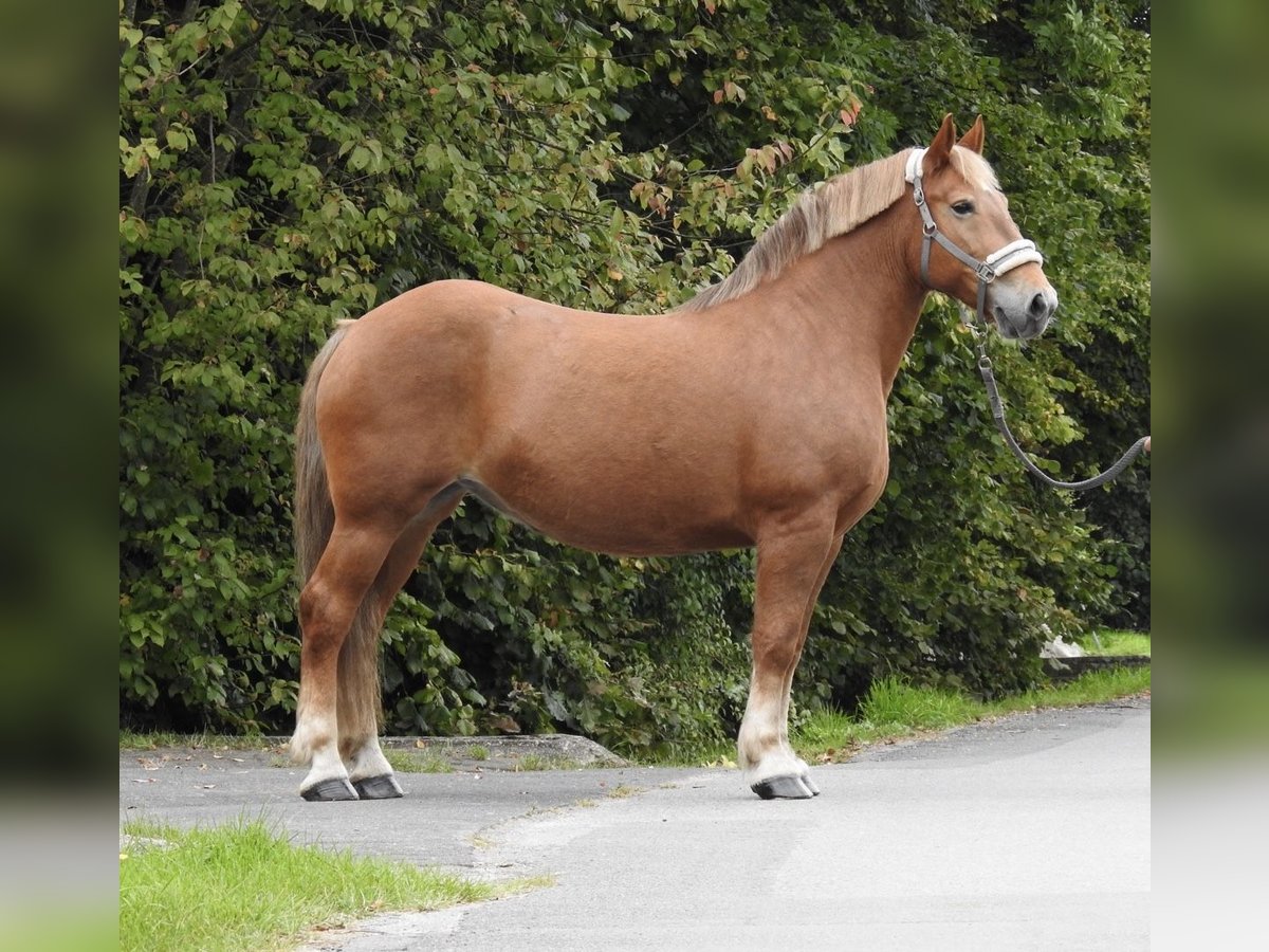 Más caballos de sangre fría Yegua 11 años 155 cm Alazán in Verl