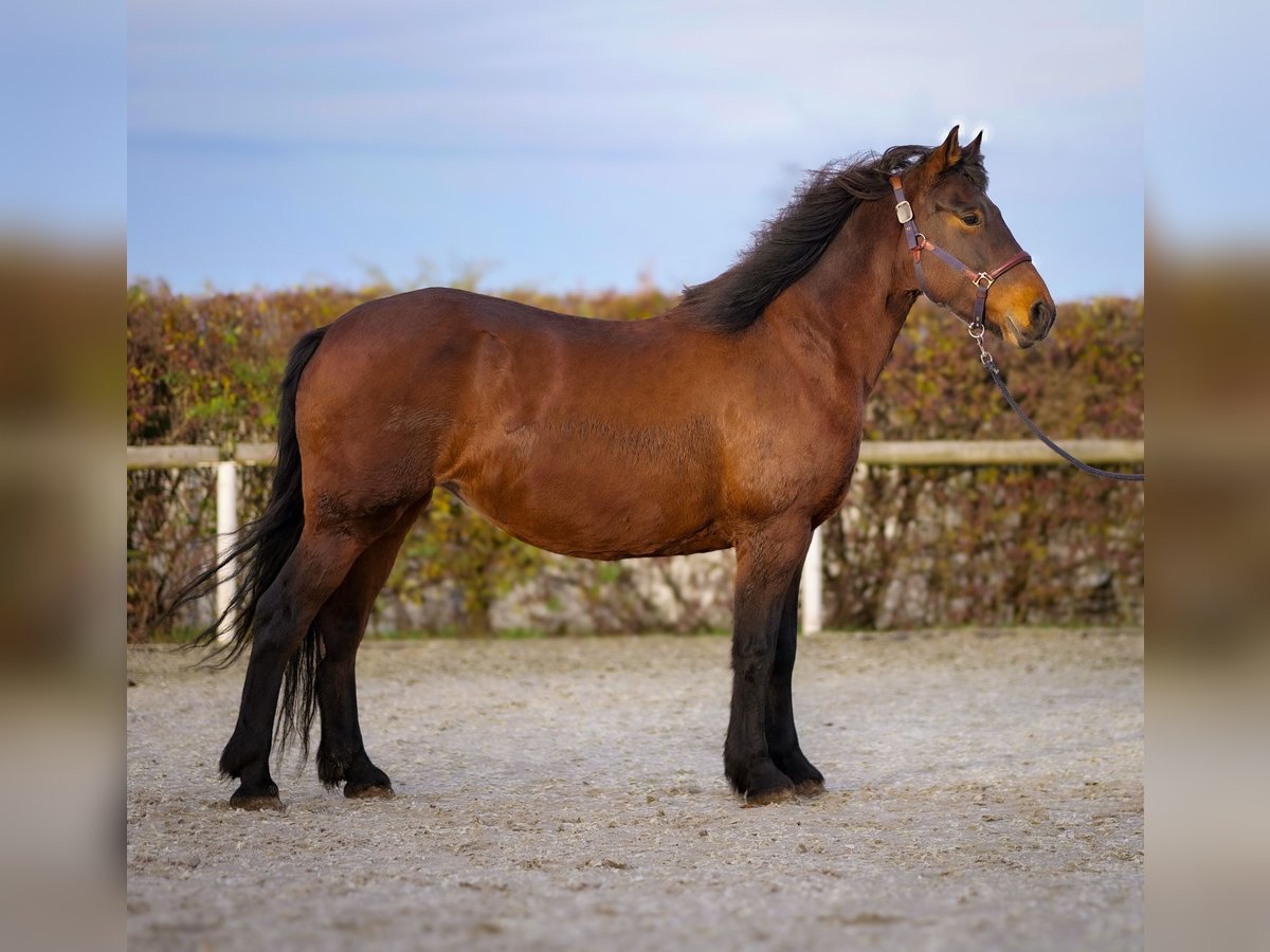 Más caballos de sangre fría Yegua 11 años 160 cm Castaño in Neustadt (Wied)