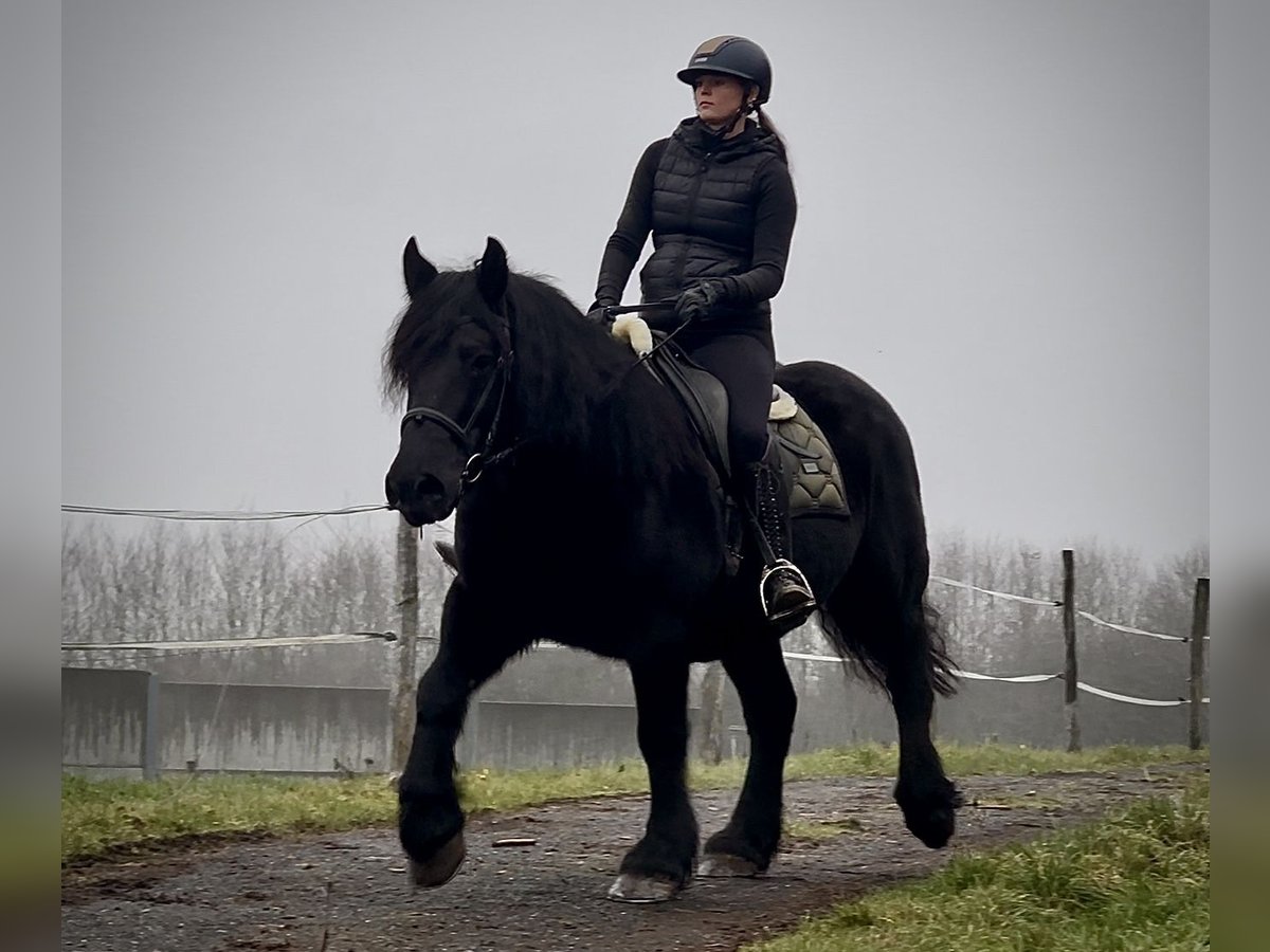 Más caballos de sangre fría Mestizo Yegua 12 años 150 cm Negro in Neustadt (Wied)