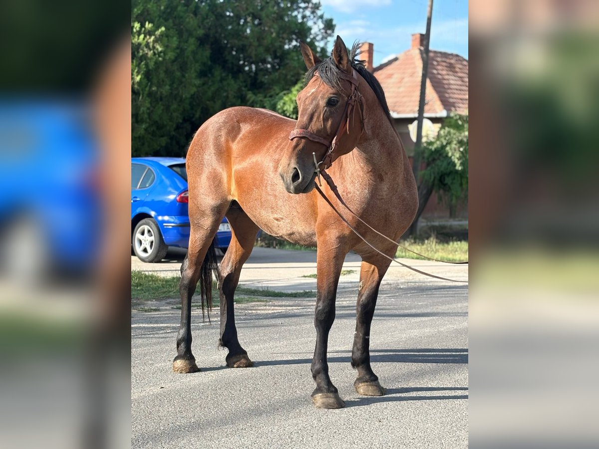 Más caballos de sangre fría Yegua 12 años 155 cm Tordo ruano in B&#xE9;k&#xE9;s
