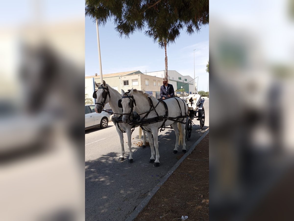 Más caballos de sangre fría Yegua 14 años 157 cm Tordo in Murcia