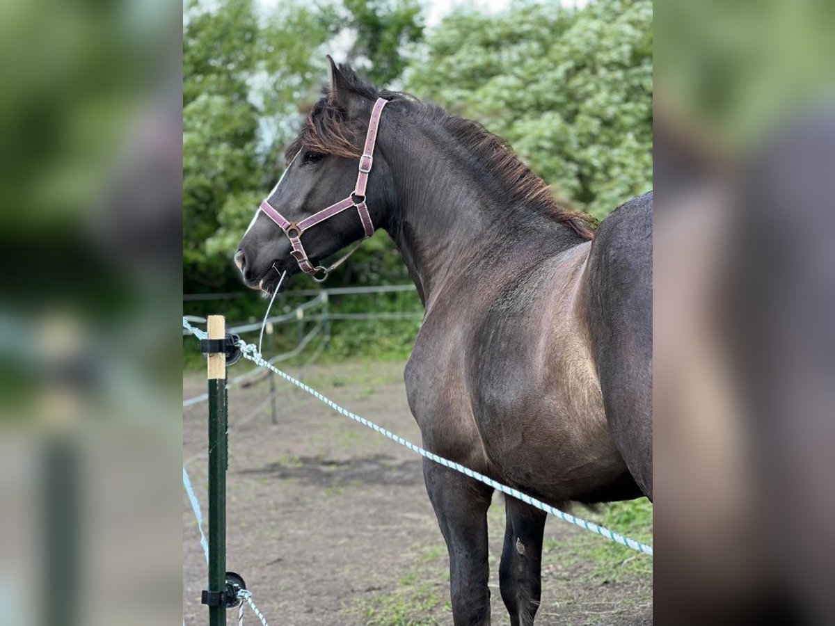 Más caballos de sangre fría Yegua 2 años 158 cm Morcillo in Hamburg